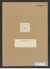 Diatomeae indet. Zeichnungen Sammlung Grunow Nr. 7605 (NHMW-BOT-W0376772)